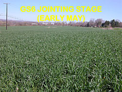 wheat staging