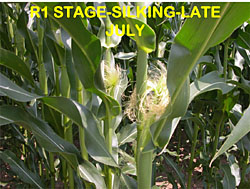 corn staging
