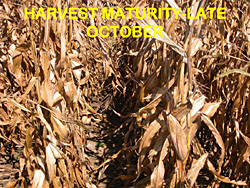 corn staging