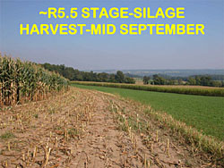 corn staging
