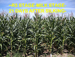 corn staging