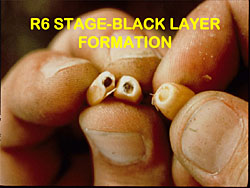 corn staging