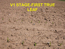 corn staging