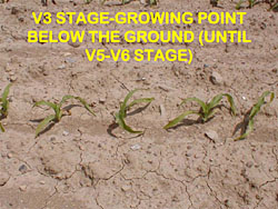 corn staging