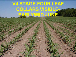 corn staging