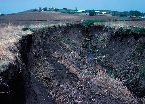 erosion gully.jpg