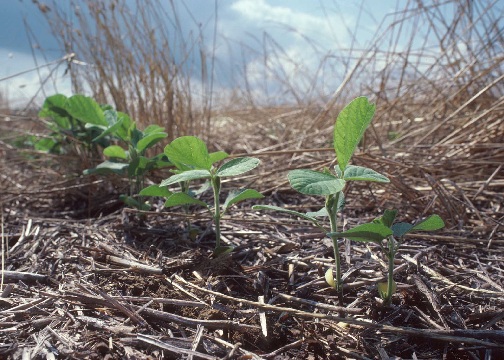 tillage - no till.jpg